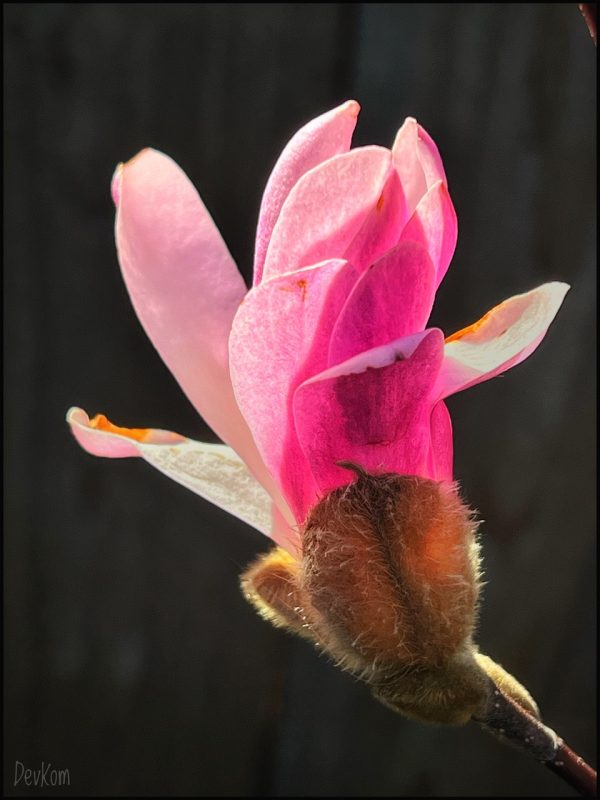 Sping flower - photo by Devesh Komaromi