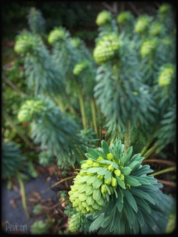 Sping flower - photo by Devesh Komaromi