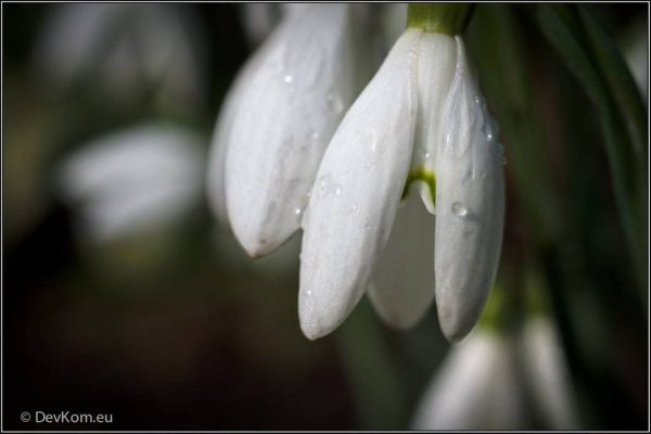 Sping flower - photo by Devesh Komaromi