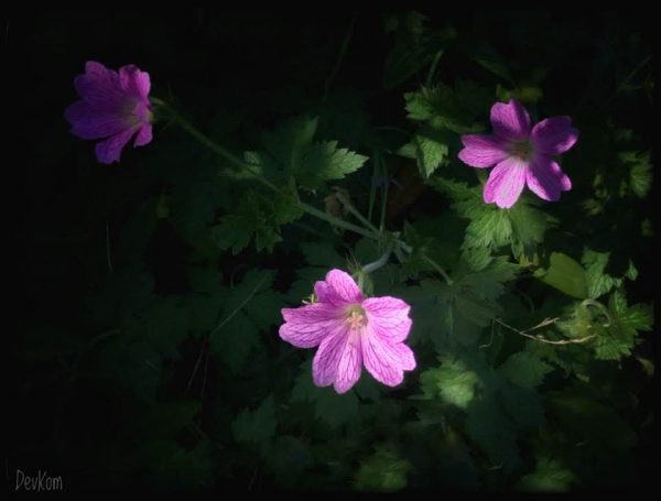 Sping flower - photo by Devesh Komaromi