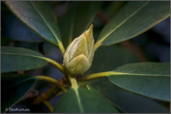 Sping flower - photo by Devesh Komaromi