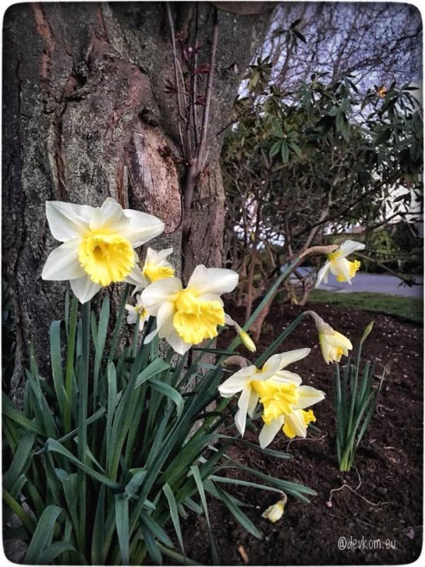 Sping flower - photo by Devesh Komaromi