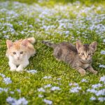 Two cats by Marga