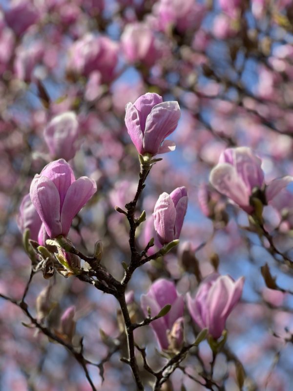 Sping blossoms - photo by Devesh Komaromi