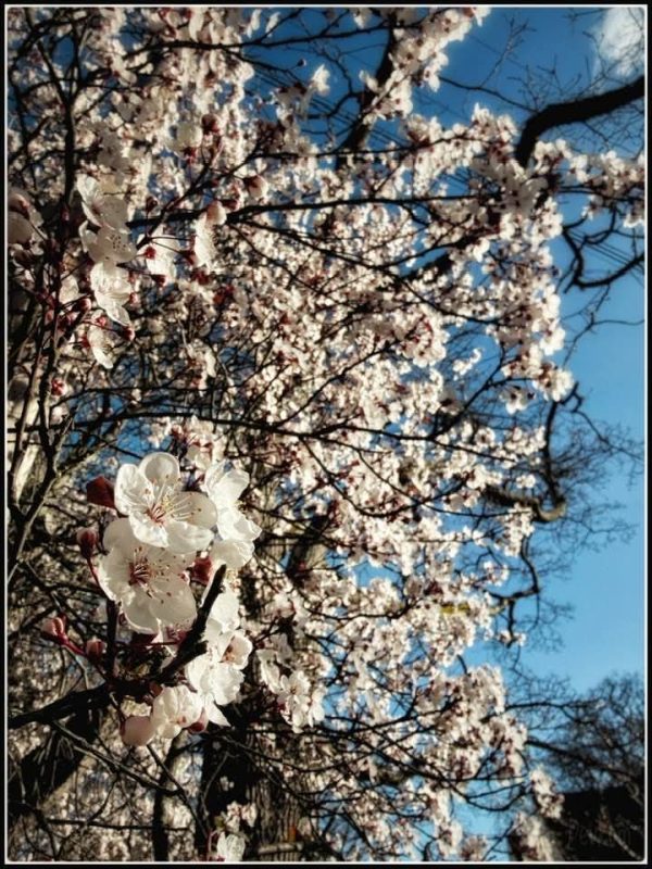 Sping blossoms - photo by Devesh Komaromi