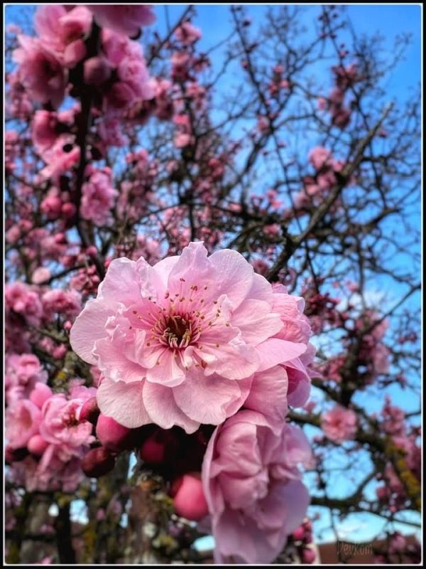 Sping blossoms - photo by Devesh Komaromi