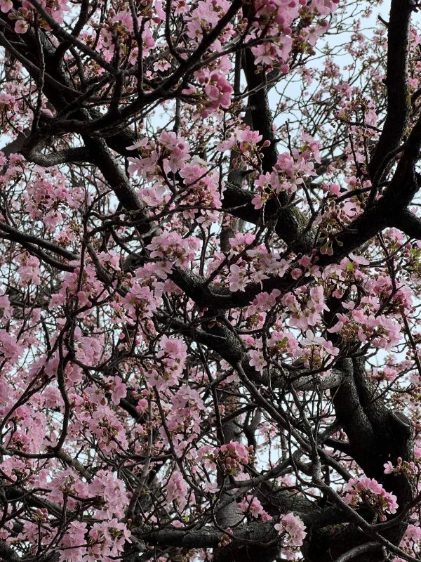 Sping blossoms - photo by Devesh Komaromi