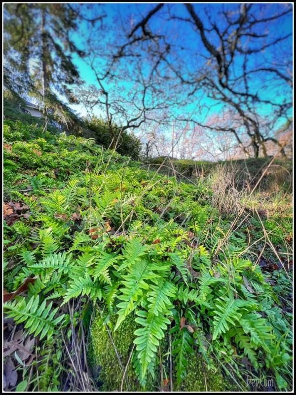 Ferns by Devesh