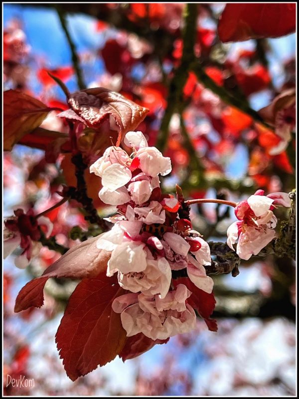 Sping blossoms - photo by Devesh Komaromi