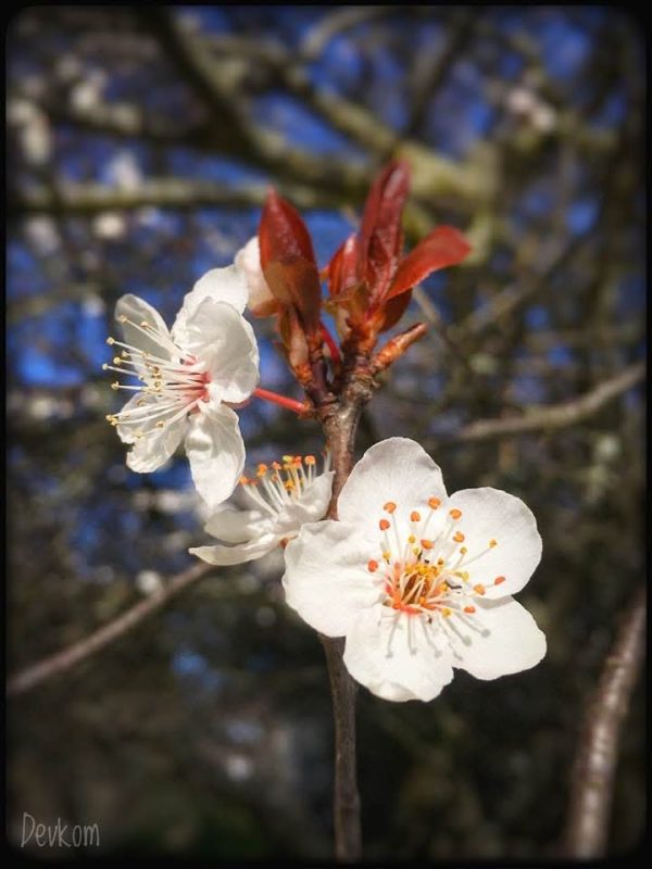 Sping blossoms - photo by Devesh Komaromi