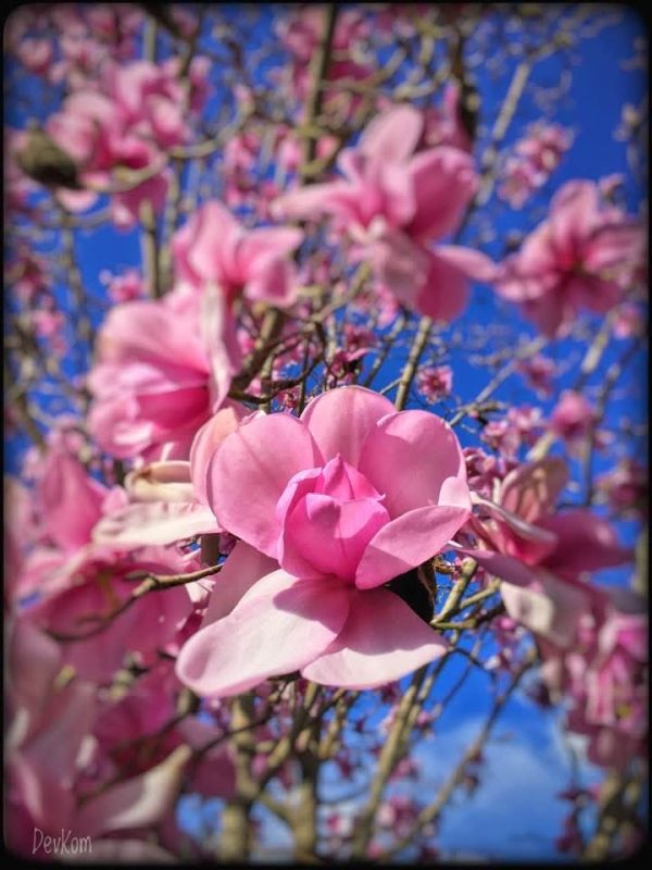 Sping blossoms - photo by Devesh Komaromi