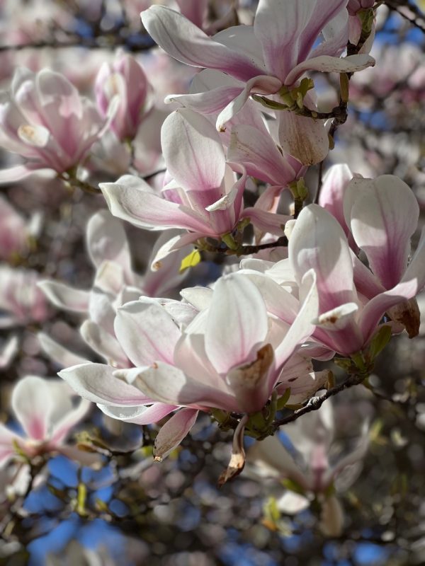 Sping blossoms - photo by Devesh Komaromi