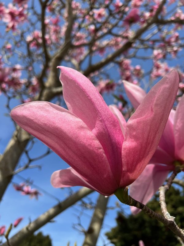 Sping blossoms - photo by Devesh Komaromi