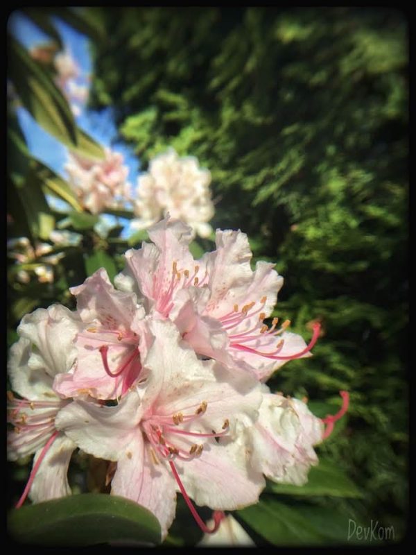 Sping blossoms - photo by Devesh Komaromi