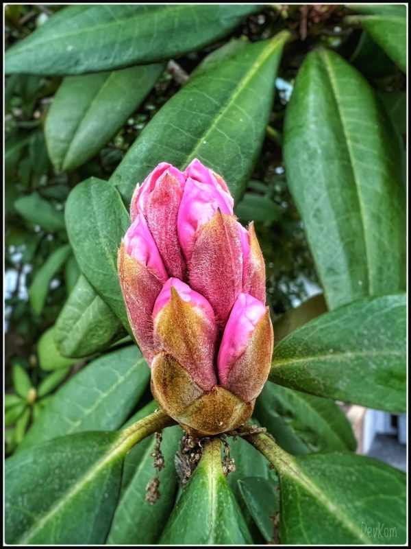 Sping blossoms - photo by Devesh Komaromi