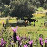 Horses at Over the Edge Farm in Portugal