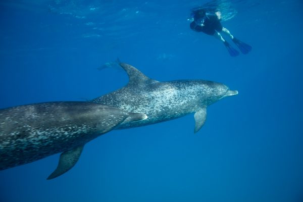 WildQuest_Dolphin_Swim_30_13-597