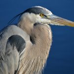 Great blue heron