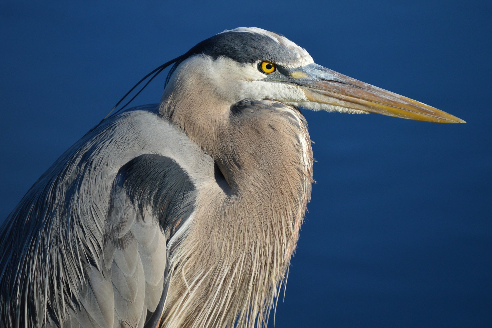 Great blue heron