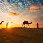 Camels in the desert