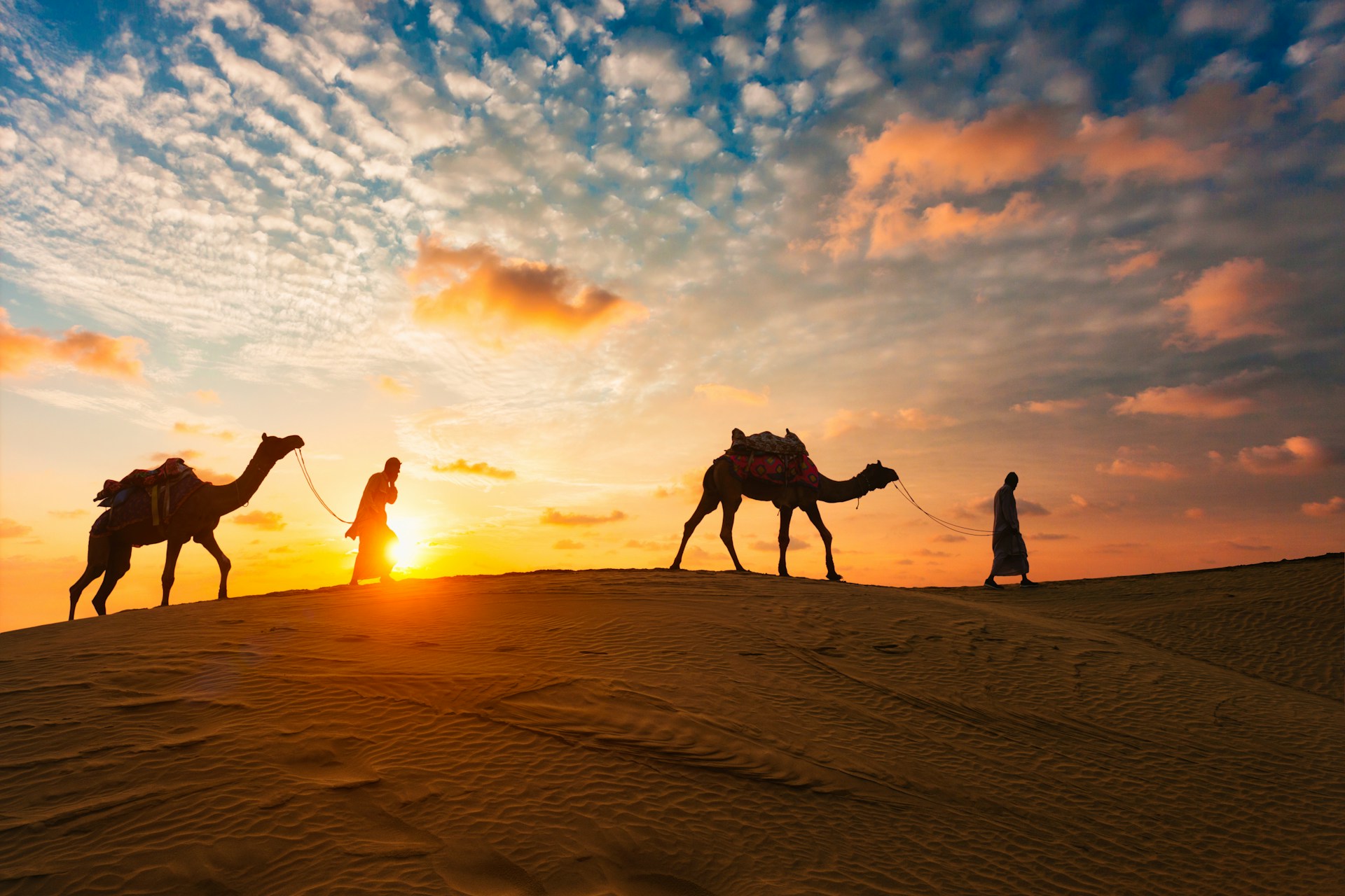 Camels in the desert