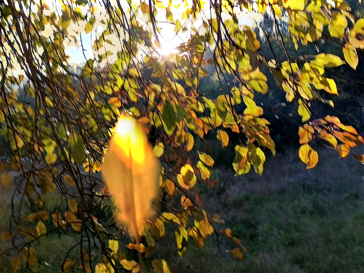 Leaf
