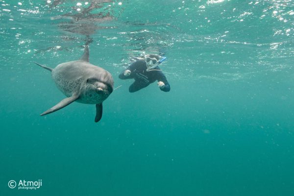 photo-dauphin-et-moi