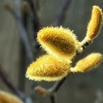 Willow katkins