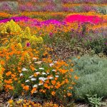 Garden in summer