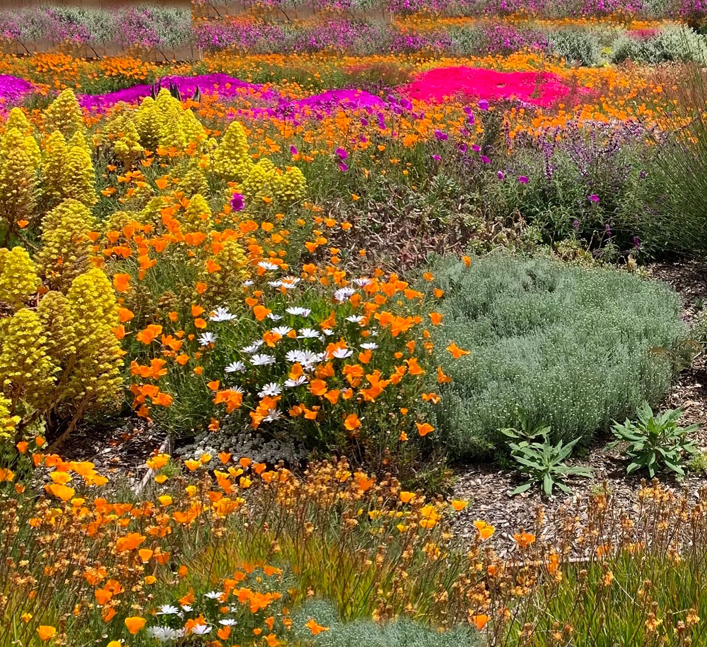 Garden in summer