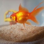 Goldfish