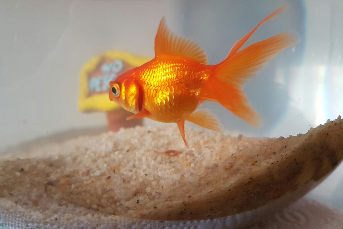 Goldfish