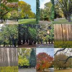 Jagdish trees