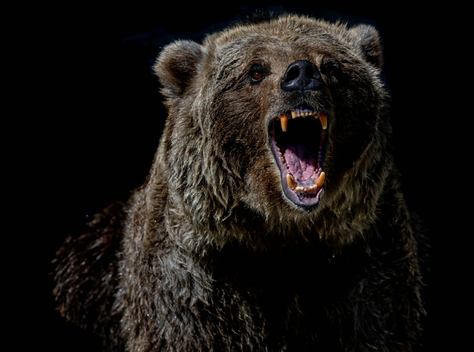 Bear