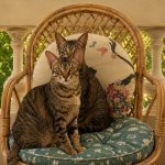 Two cats