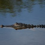 Alligator
