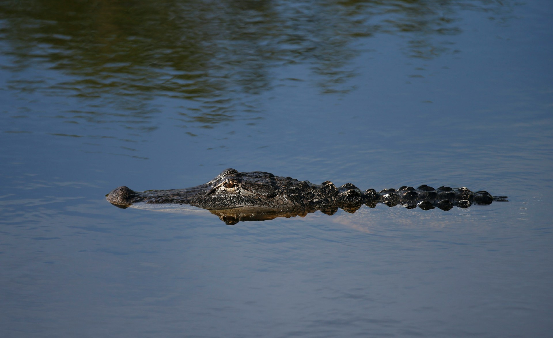 Alligator