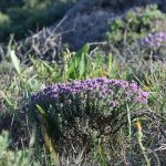 Thyme