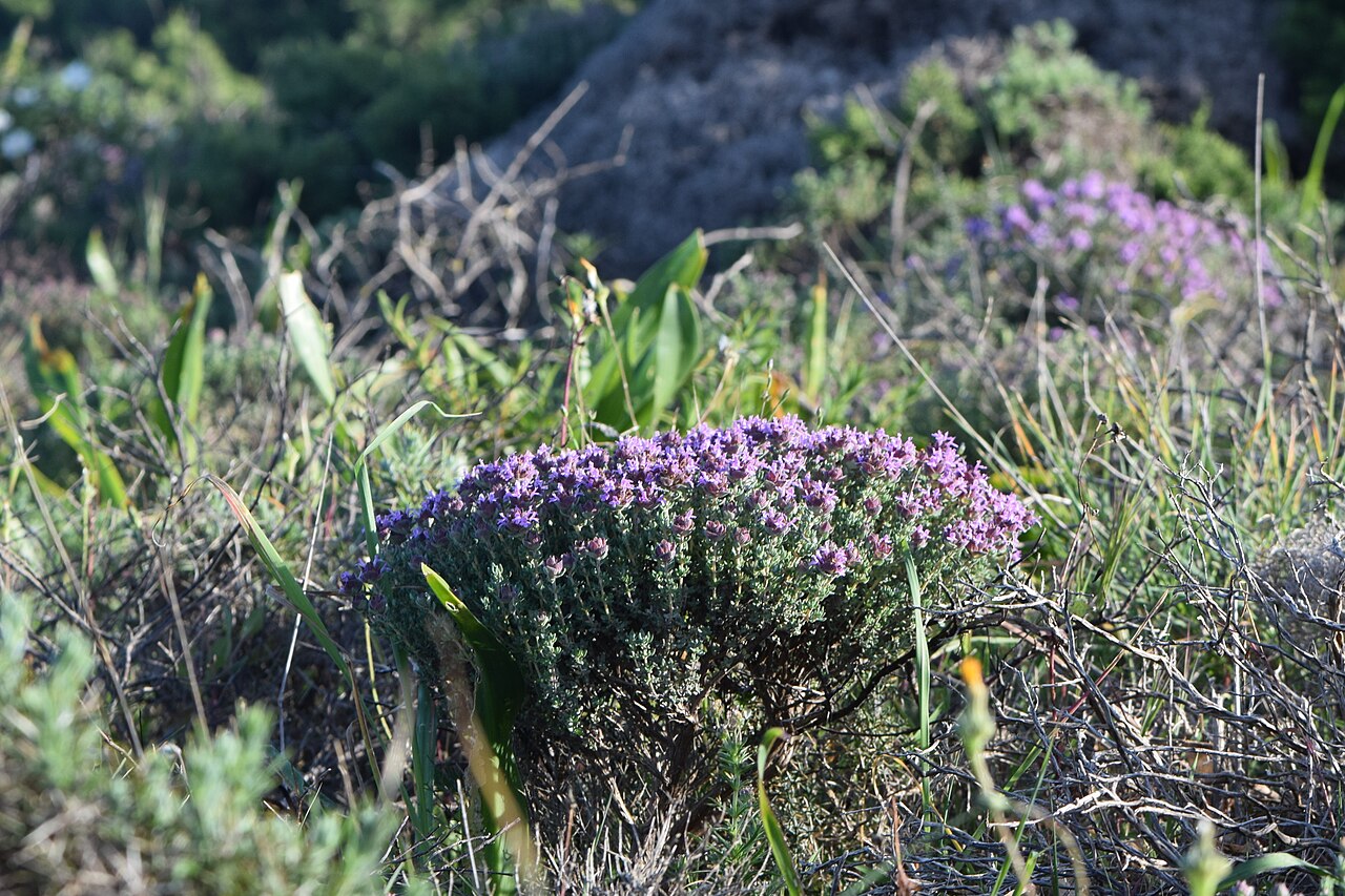 Thyme