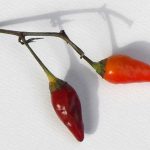 Hot chillis