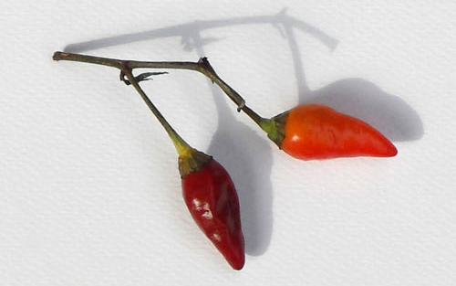 Hot chillis