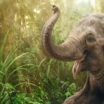 Elephant in jungle