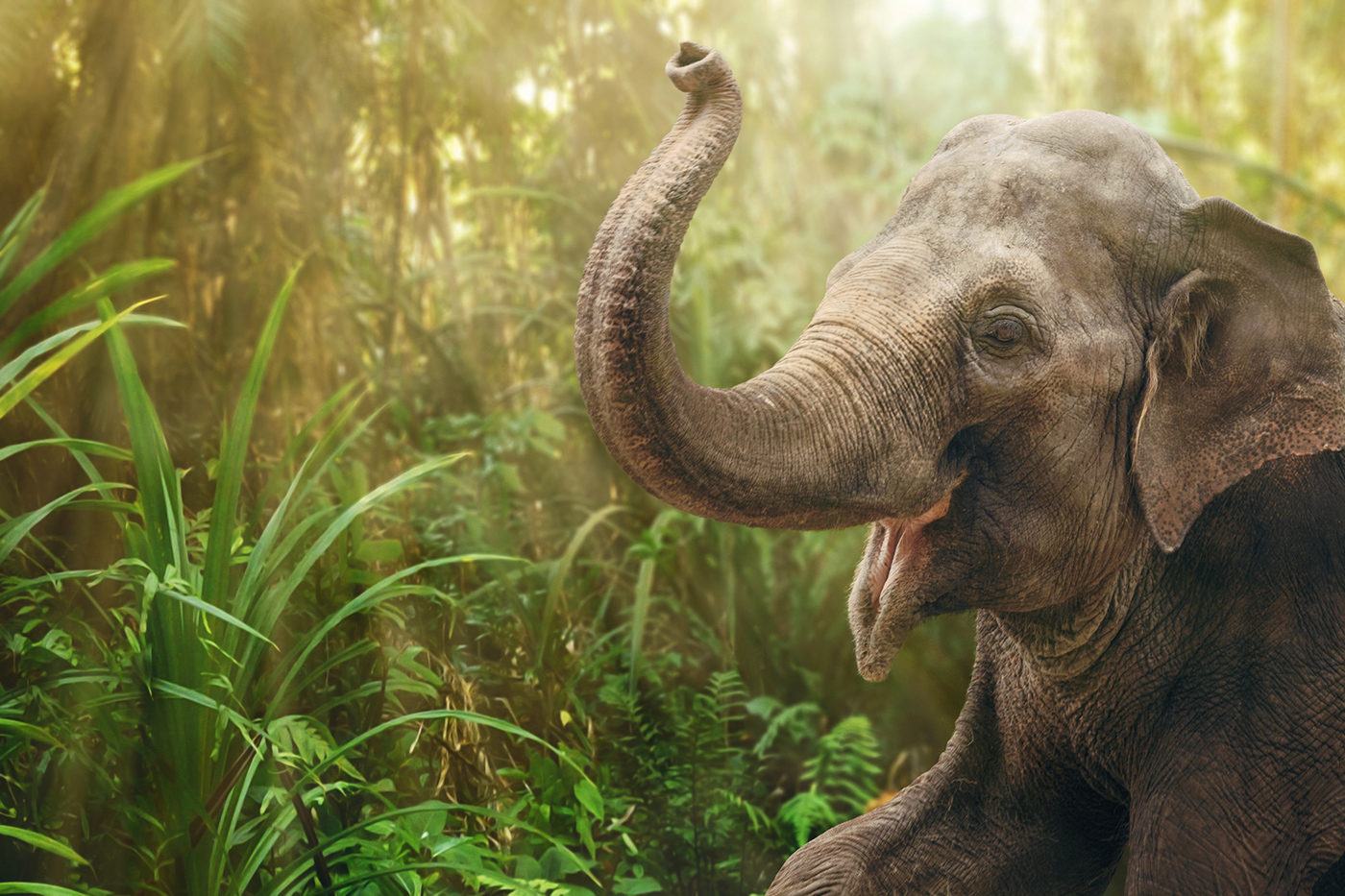 Elephant in jungle
