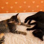 Two cats