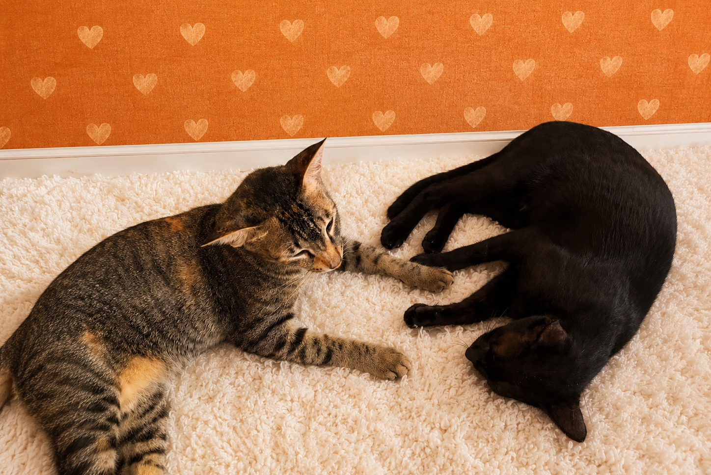 Two cats