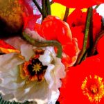 Poppies, photo by Avikal