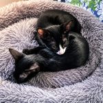 Sole and Luna