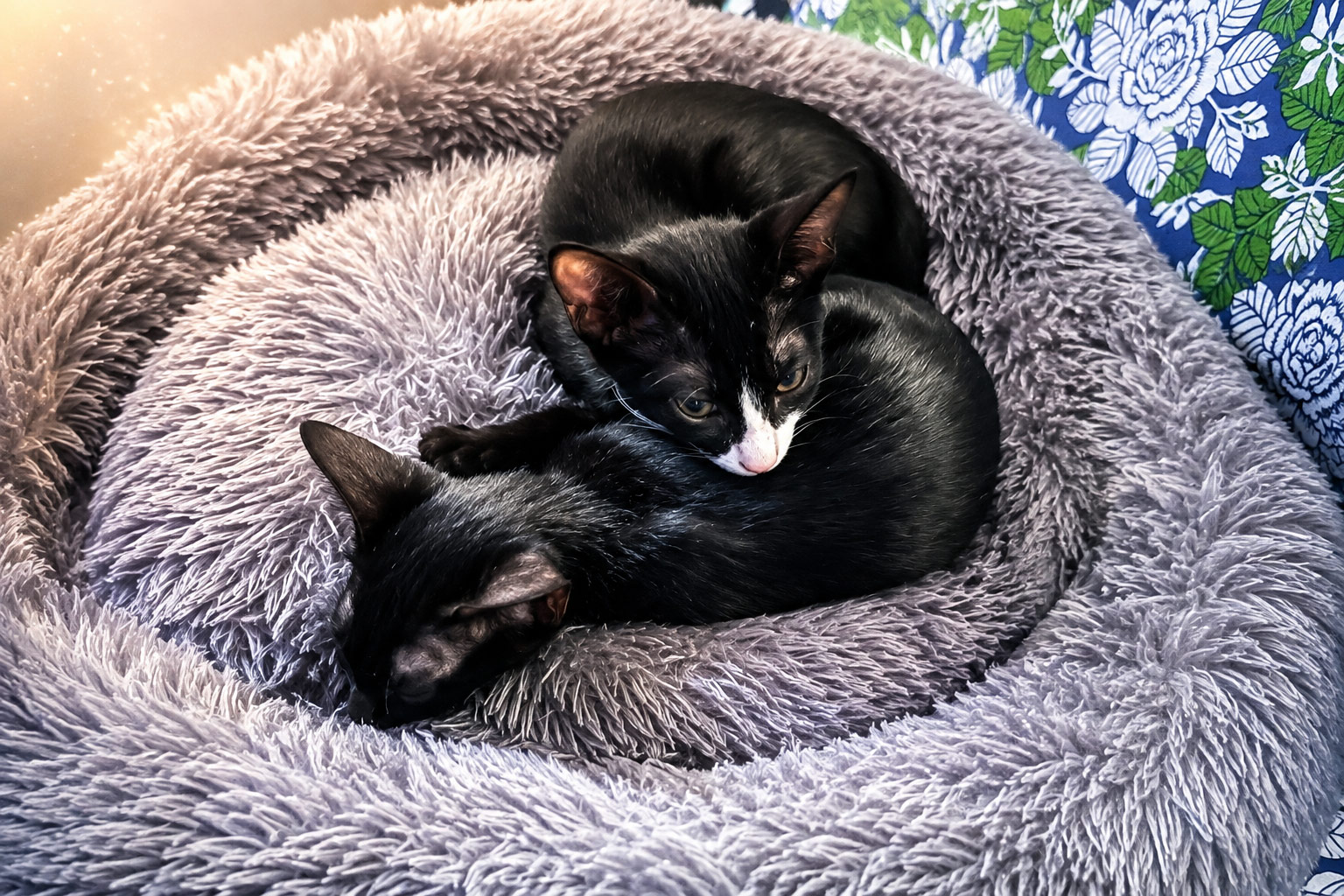 Sole and Luna