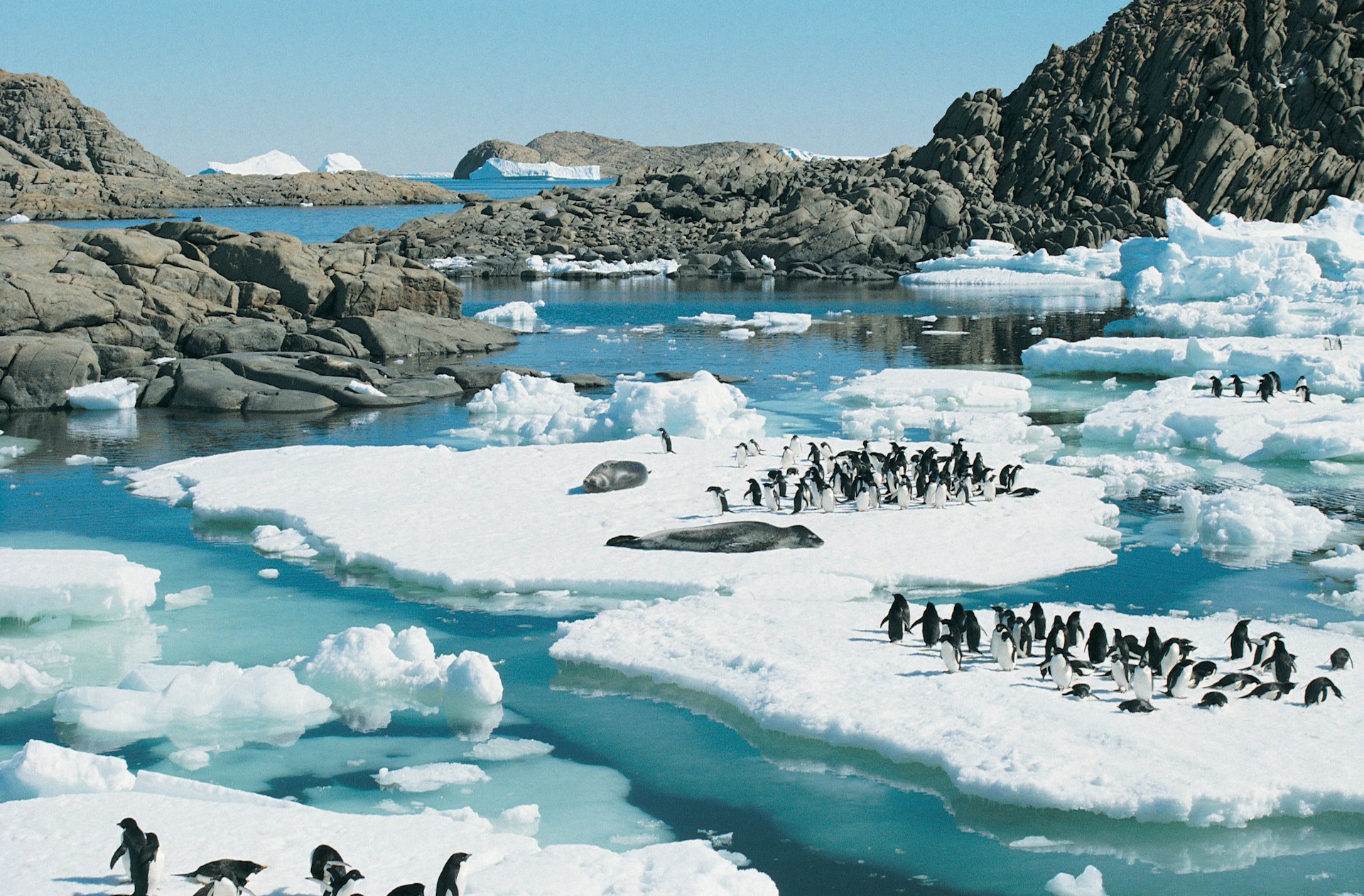 Antarctic