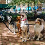 Dogs